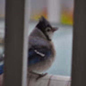 Meet your Posher, Liam